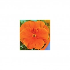 Фиалка Ветрока оранжевая (orange) семян (Moravoseed)