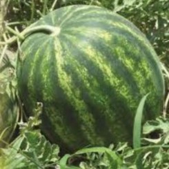 Галактика семян арбуза среднего (GL Seeds)