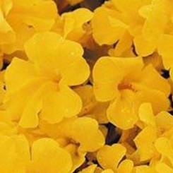 Гавайи Yellow (желтый) семян мимулюса (Kitano Seeds)