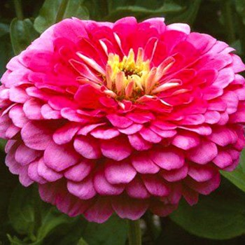 Гиганты Бенари карминовые семена майор (Benary)