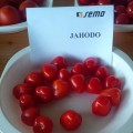 Ягодо F1 семян помидора индетерминантного черри (Semo)