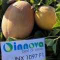 Дайана F1 (Даяна, INX 1097 F1) насіння дині (Innova Seeds)