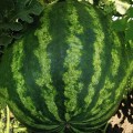 Тейтум F1 (INX 1805 F1) семена арбуза раннего (Innova Seeds)