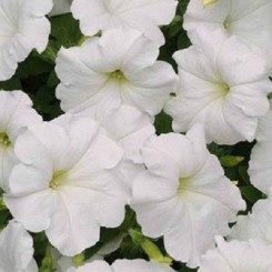 Изи Уэйв F1 белая (white) семена петунии ампельной (Pan American)