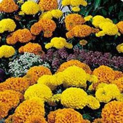 Кабери Mix (смесь) семян бархатцев американских (Kitano Seeds)