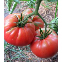 Канари насіння помідора індетермінантного (GL Seeds)