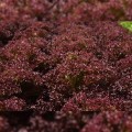 Кармези (Кармеси) семена салата тип Лолло Росса дражированное (Rijk Zwaan)