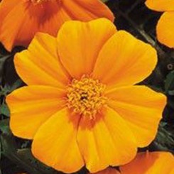 Карнавал Orange (оранжевые) семян бархатцев французских (Kitano Seeds)