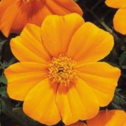 Карнавал Orange (оранжевые) семян бархатцев французских (Kitano Seeds)