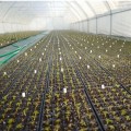 Касета для розсади 77 осередків (44х63х12) без піддону, 60х40см (Agreen)