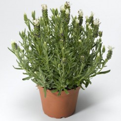Кастилиано белая (white) семена лаванды (Syngenta)