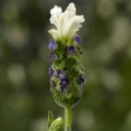 Кастилиано белая (white) семена лаванды (Syngenta)