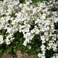 Кавказский белый (white) семена арабиса (Hem Zaden)
