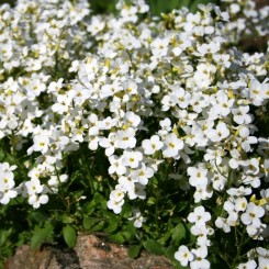 Кавказский белый (white) семена арабиса (Hem Zaden)