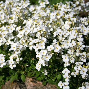 Кавказский белый (white) семена арабиса (Hem Zaden)