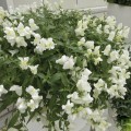 Кенди F1 белый (white) семена антиринума (Sakata)