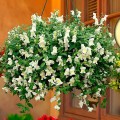 Кенди F1 белый (white) семена антиринума (Sakata)