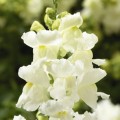 Кенди F1 белый (white) семена антиринума (Sakata)