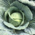 Кентукки F1 семена капусты белокочанной (Lark Seeds)