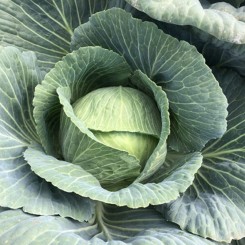 Кентуккі F1 насіння капусти білокачанної (Lark Seeds)