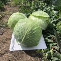 Кентукки F1 семена капусты белокочанной (Lark Seeds)