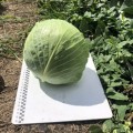 Кентукки F1 семена капусты белокочанной (Lark Seeds)