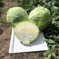 Кентукки F1 семена капусты белокочанной (Lark Seeds)