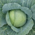 Хонка F1 семена капусты белокочанной (Kitano Seeds)