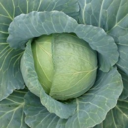 Хонка F1 семена капусты белокочанной (Kitano Seeds)