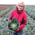 Хонка F1 семена капусты белокочанной (Kitano Seeds)
