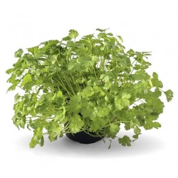 Кориандр комнатный семена кориандра (кинзы) (Wing Seed)