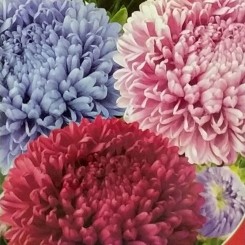 Крестелла Бордюрные семена астры (GL Seeds)