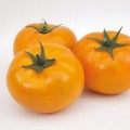 Ямамото (КС 10) F1 семена помидора индетерминантного (Kitano Seeds)