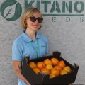 Ямамото (КС 10) F1 семена помидора индетерминантного (Kitano Seeds)