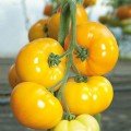 Ямамото (КС 10) F1 семена помидора индетерминантного (Kitano Seeds)