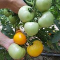 Ямамото (КС 10) F1 семена помидора индетерминантного (Kitano Seeds)