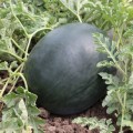КС 160 F1 семена арбуза среднего (Kitano Seeds)