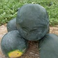 КС 160 F1 семена арбуза среднего (Kitano Seeds)