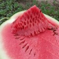 КС 160 F1 семена арбуза среднего (Kitano Seeds)