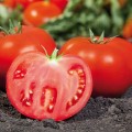 Ками F1 (KS 898 F1) семена помидора детерминантного (Kitano Seeds)