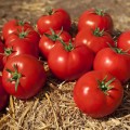 Ками F1 (KS 898 F1) семена помидора детерминантного (Kitano Seeds)