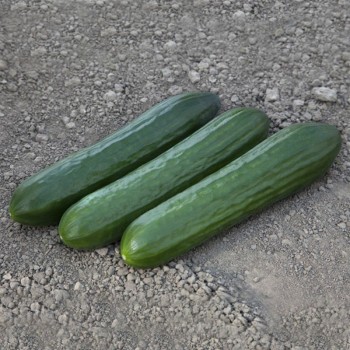 КС 930 F1 семена огурца партенокарпического (Kitano Seeds)