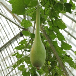 Лагенария Боттлз семена тыквы декоративной (GL Seeds)