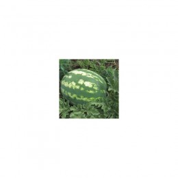Ланса F1 семян арбуза позднего (Hollar Seeds)