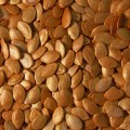 Лавина F1 семян кабачка (Lucky Seed)