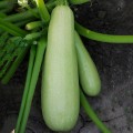 Лавина F1 семян кабачка (Lucky Seed)