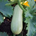 Лавина F1 семян кабачка (Lucky Seed)
