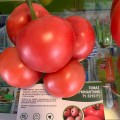 Дейзи F1 (ПЛ 6210 F1/PL 6210 F1) семена помидора полудетерминантного (Asia Seed)