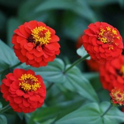 Лилипут красный (red) семян циннии (Floragran)