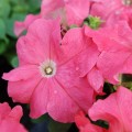Лимбо F1 коралловые семена петунии грандифлора (Hem Genetics)